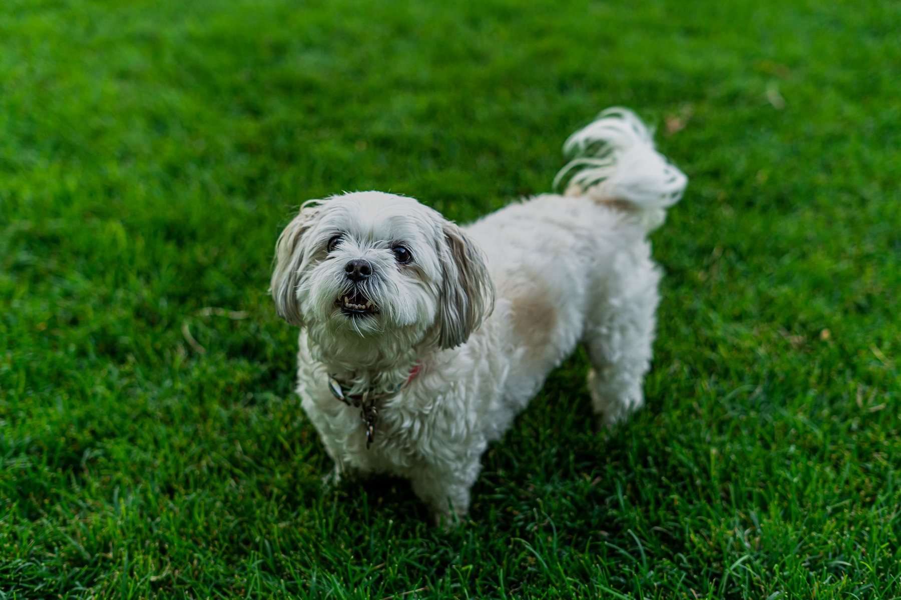 Pet-Friendly Turf in Avondale AZ